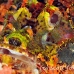 scorpionfish_kimalek210_h_0028_sul7823.jpg
